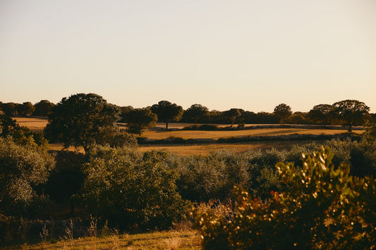 Sustainable Farming Practices at Romano Olives: Growing Olive Oil with Care for the Planet